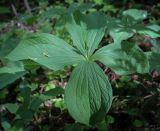 Paris quadrifolia. Растение с бутоном. Пермский край, г. Пермь, Свердловский р-н, м-н Липовая Гора, липовый лес. 25.05.2025.