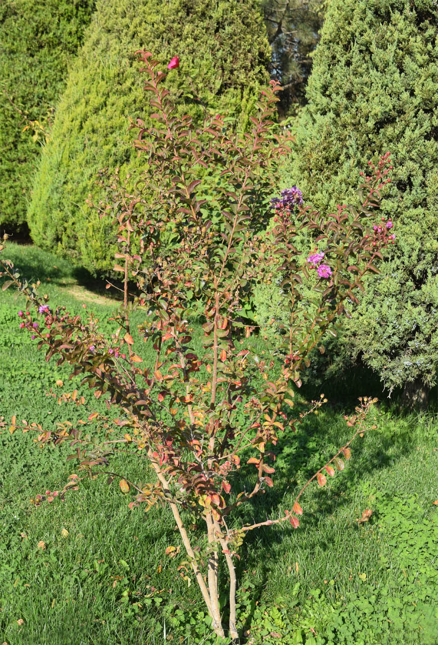 Изображение особи Lagerstroemia indica.