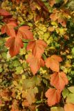 Physocarpus opulifolius. Листья нижнего побега в осенней окраске. Санкт-Петербург, Дудергофские высоты, Ореховая гора, северный край грунтового стадиона, опушка широколиственного леса. 18.10.2025.