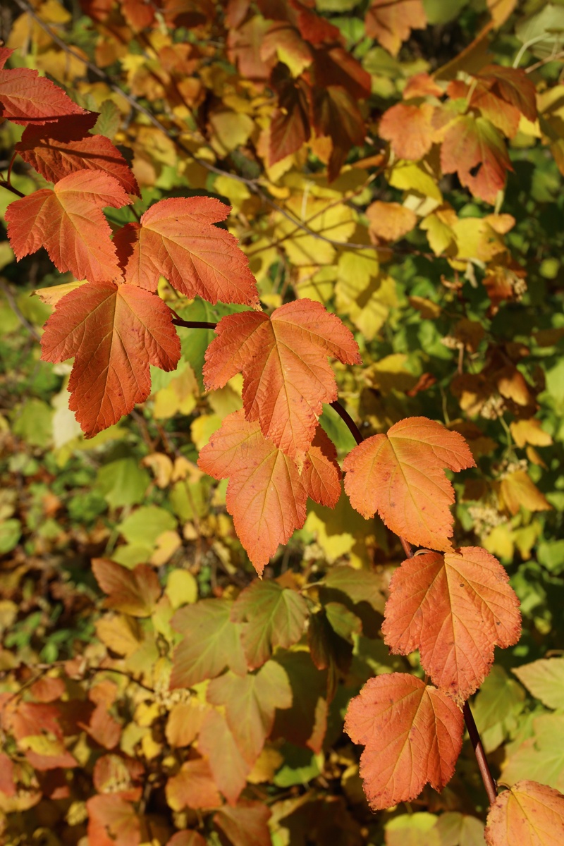 Изображение особи Physocarpus opulifolius.