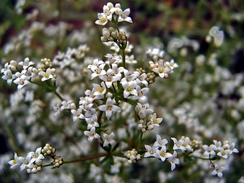Image of Galium rivale specimen.