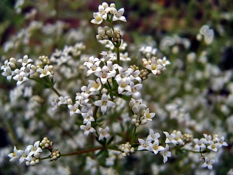 Изображение особи Galium rivale.