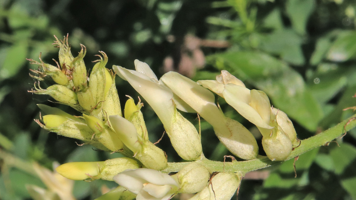 Изображение особи Astragalus albicaulis.