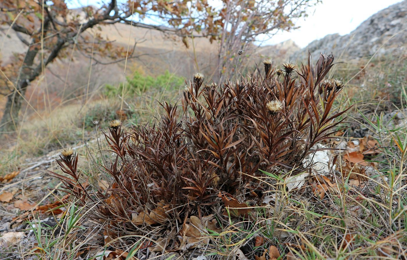 Image of Inula ensifolia specimen.
