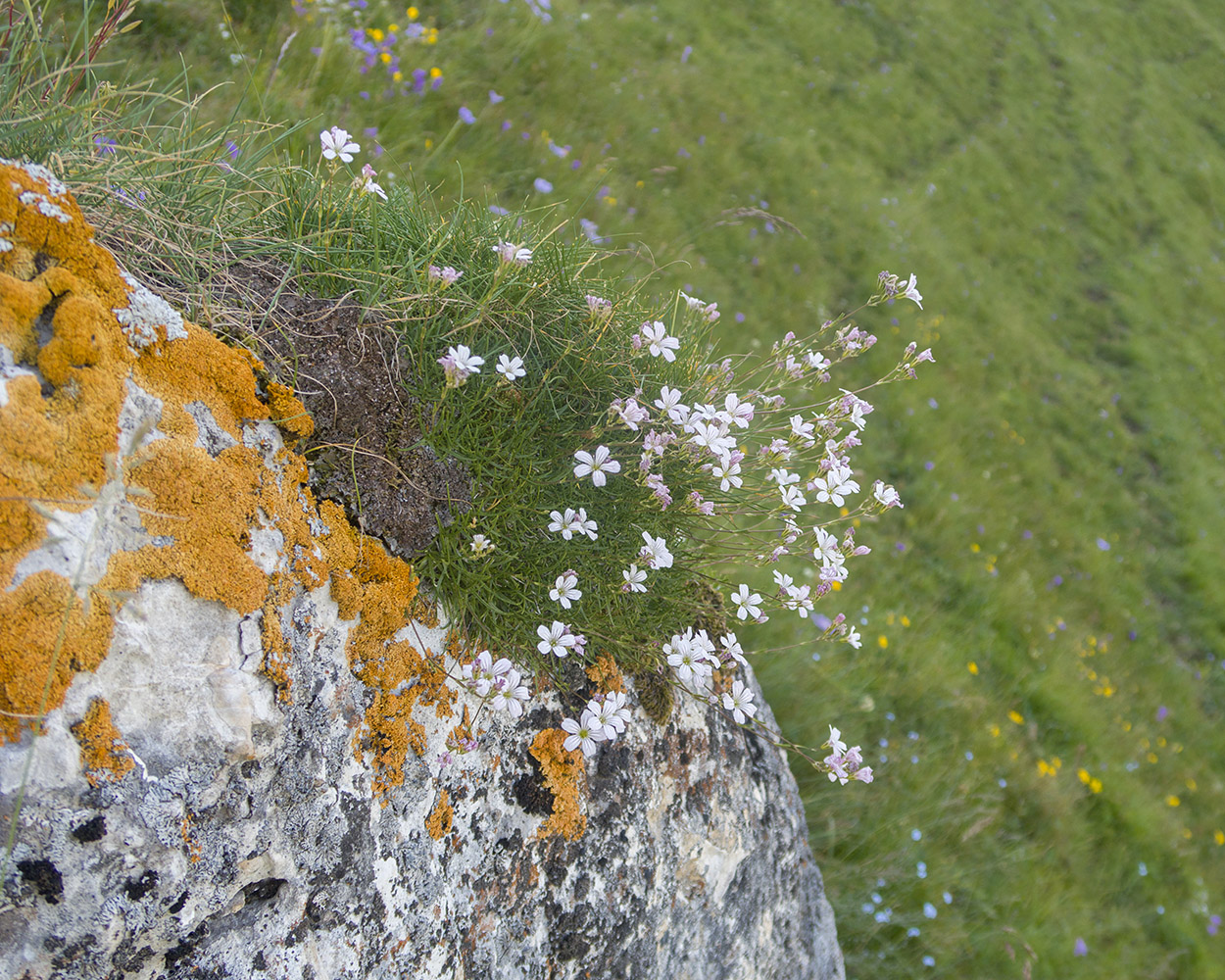 Image of Gypsophila tenuifolia specimen.