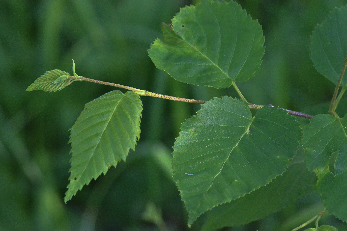 Image of Betula ermanii specimen.