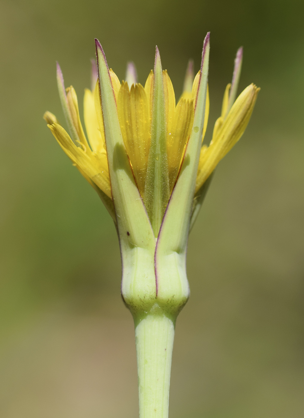 Image of Tragopogon pratensis specimen.