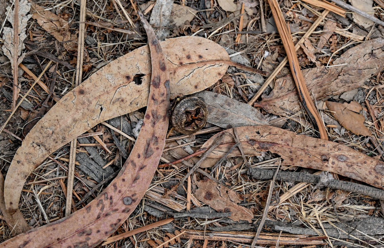 Изображение особи Eucalyptus globulus.