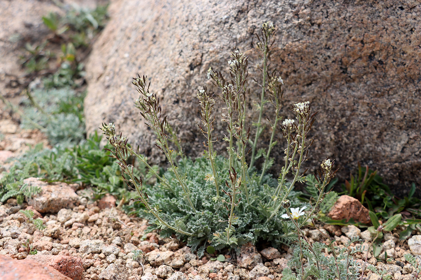 Изображение особи Smelowskia calycina.