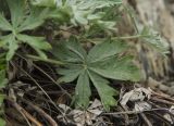 genus Potentilla. Лист (вид на адаксиальную поверхность). Башкортостан, Хайбуллинский р-н, Акъюловский сельсовет, окр. дер. Уразбаево, дол. р. Зилаир, каменистый склон прибрежного скальника. 3 мая 2025 г.