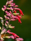 Salvia splendens