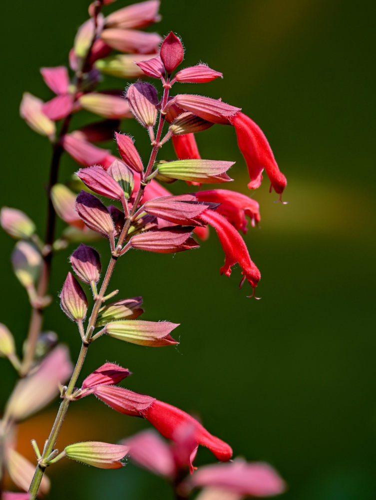 Изображение особи Salvia splendens.