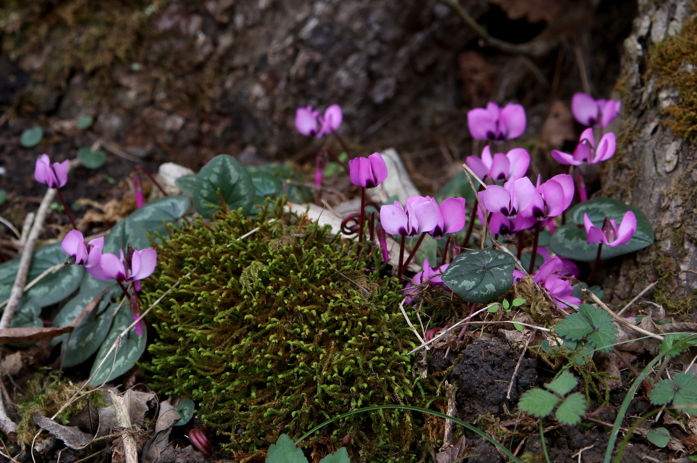 Изображение особи Cyclamen coum.