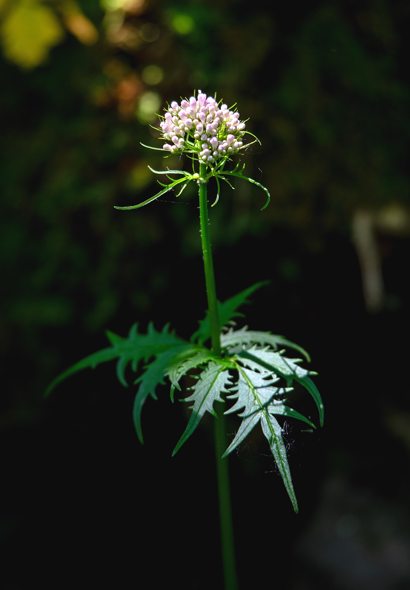 Изображение особи Valeriana coreana.