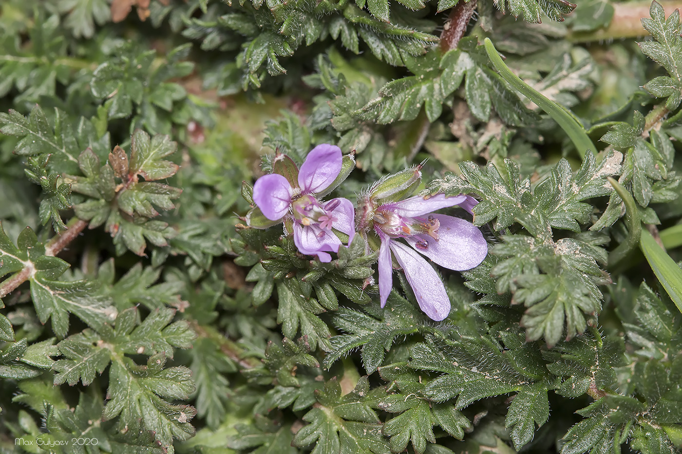 Изображение особи Erodium cicutarium.