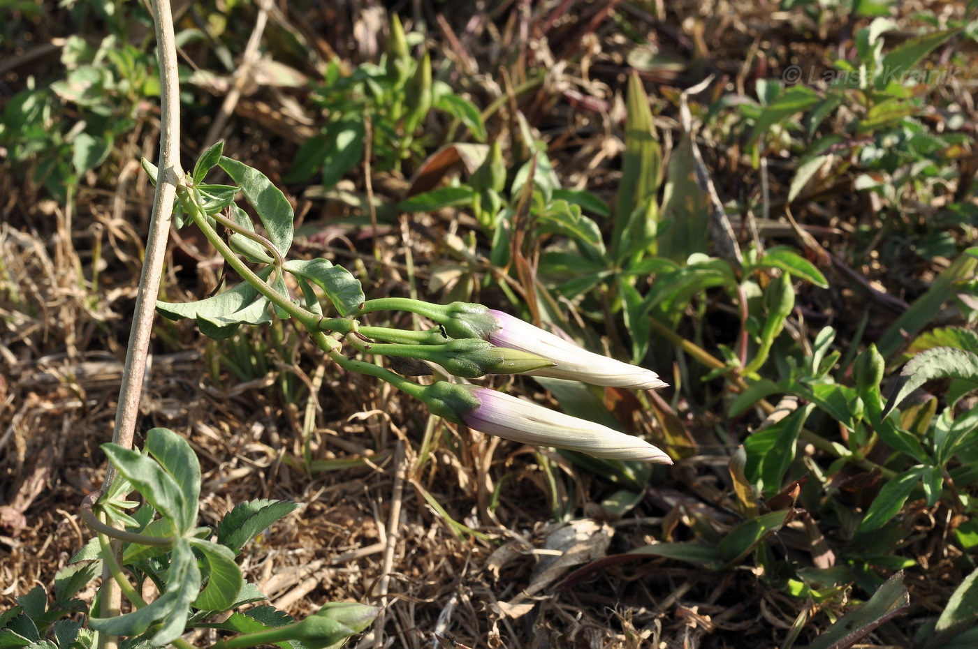 Image of Ipomoea cairica specimen.
