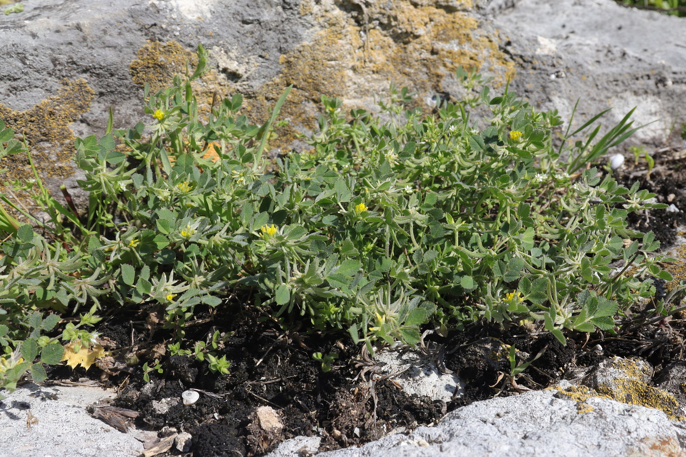 Изображение особи Trigonella monspeliaca.