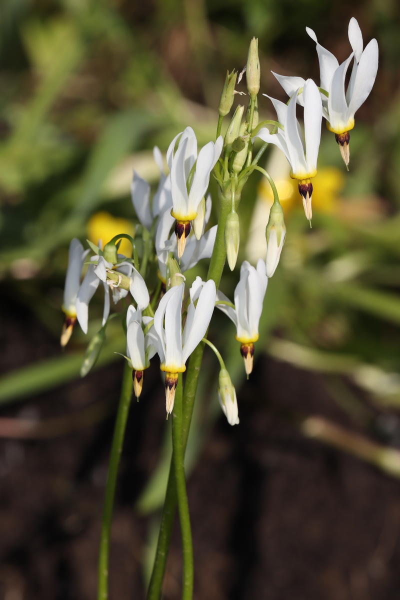 Image of Dodecatheon meadia f. alba specimen.