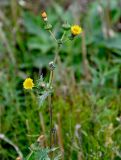 Sonchus asper
