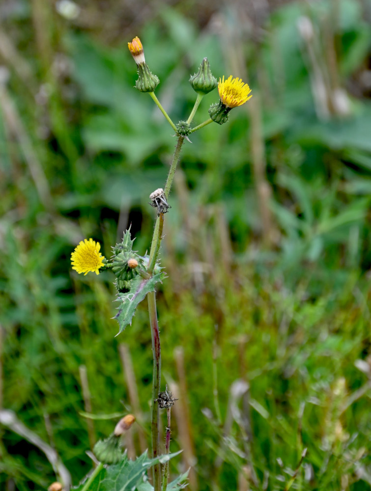 Image of Sonchus asper specimen.