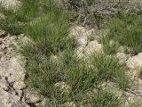 Ephedra distachya. Нецветущее растение, Узбекистан, Каракалпакстан, плато Устюрт, равнина. 29 апреля 2026 г.