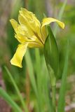 Iris vorobievii