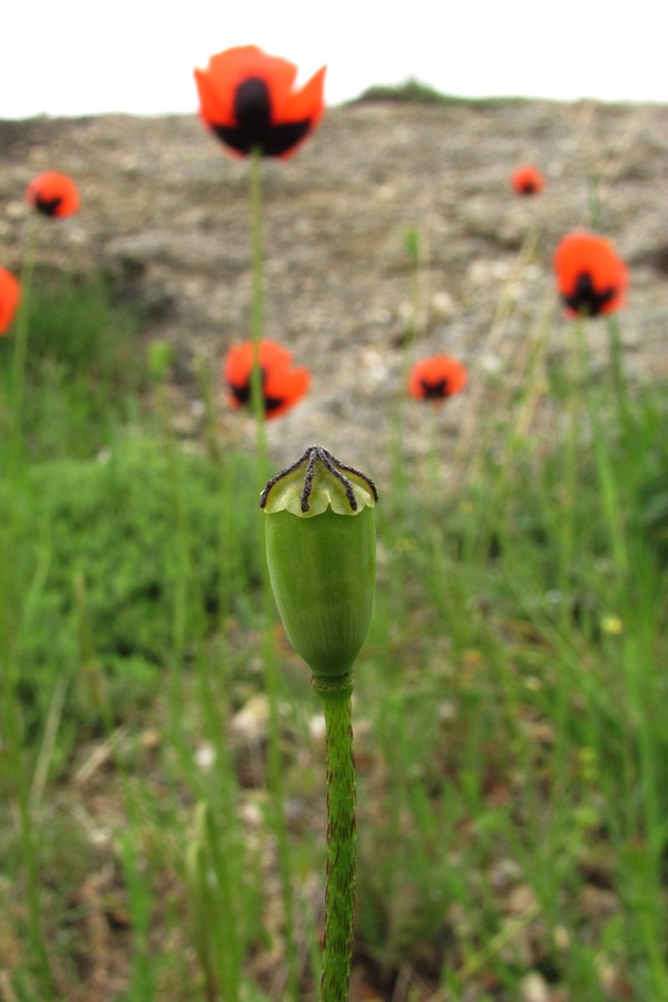 Image of Papaver stevenianum specimen.