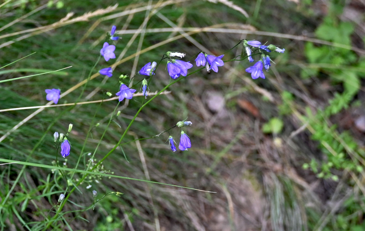Изображение особи Campanula persicifolia.