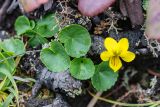 Viola biflora. Цветущее растение между корней Picea ajanensis. Приморский край, Лазовский р-н, гора Голая, 1500 м н.у.м., курумник. 12.06.2026.