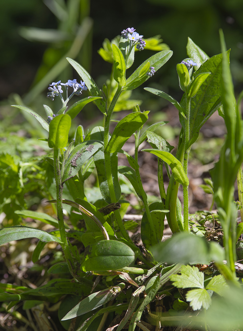 Image of Myosotis sylvatica specimen.