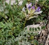 род Astragalus