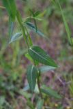 genus Euphorbia
