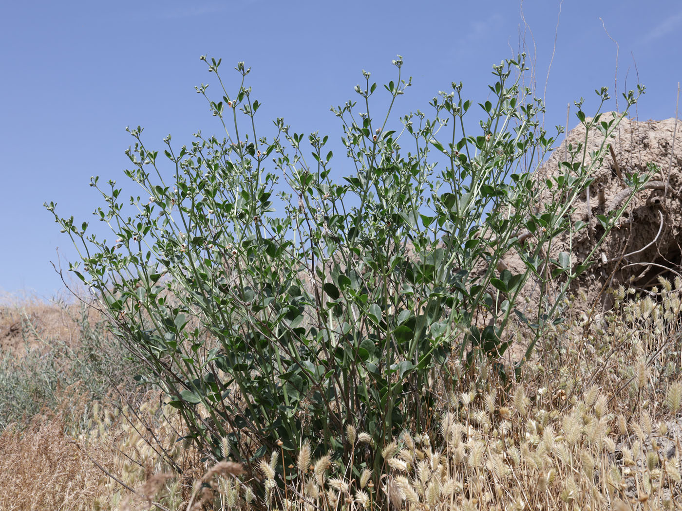 Image of Zygophyllum fabago specimen.