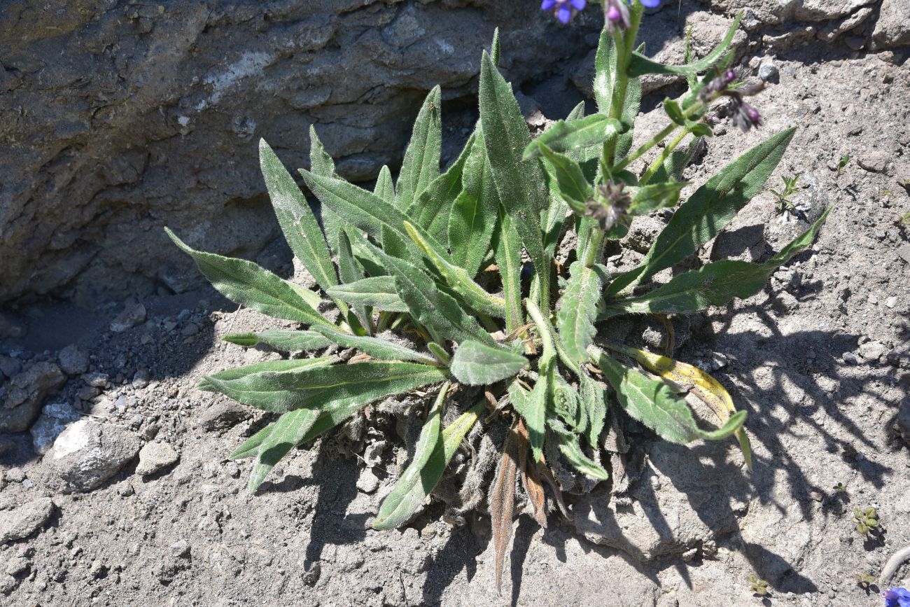 Image of genus Anchusa specimen.