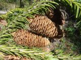 View full-size image Abies semenovii