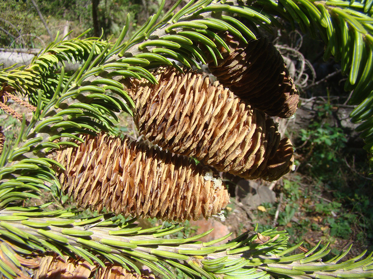 Image of Abies semenovii specimen.