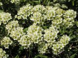 Spiraea litwinowii