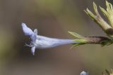 genus Lophanthus. Цветок. Таджикистан, Горно-Бадахшанская автономная обл., Шугнанский р-н, окр. кишлака Нимос, дол. р. Гунт, ≈ 2820 м н.у.м., каменистая осыпь. 15 июля 2026 г.