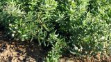 genus Galium. Побеги. Донецк, пустырь. 12.10.2026.