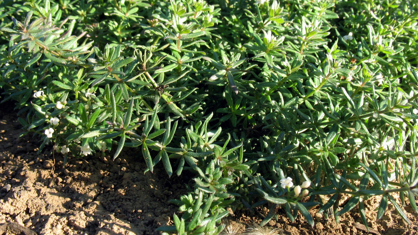 Image of genus Galium specimen.