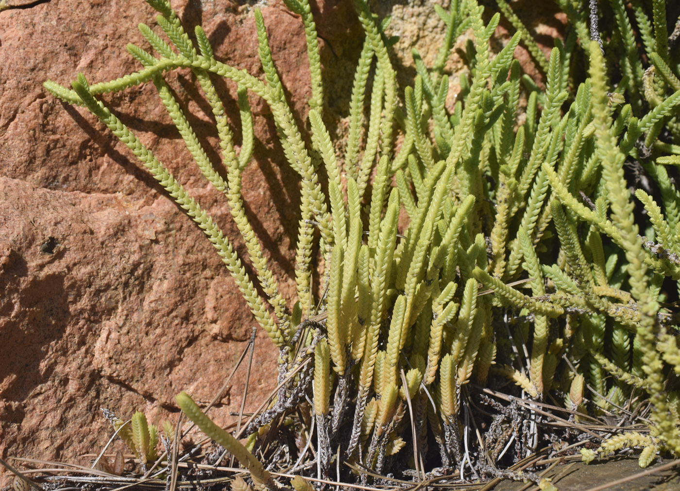 Image of Crassula muscosa specimen.