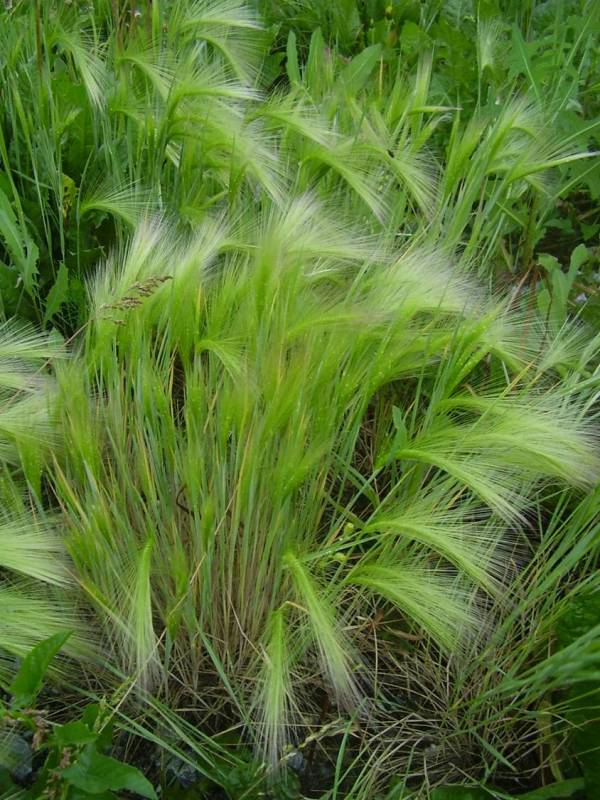 Image of Hordeum jubatum specimen.