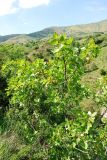 Pistacia vera. Плодоносящее дерево. Узбекистан, Ташкентская обл., отроги Чаткальского хр, левый берег р. Галвасай. 26.05.2011.