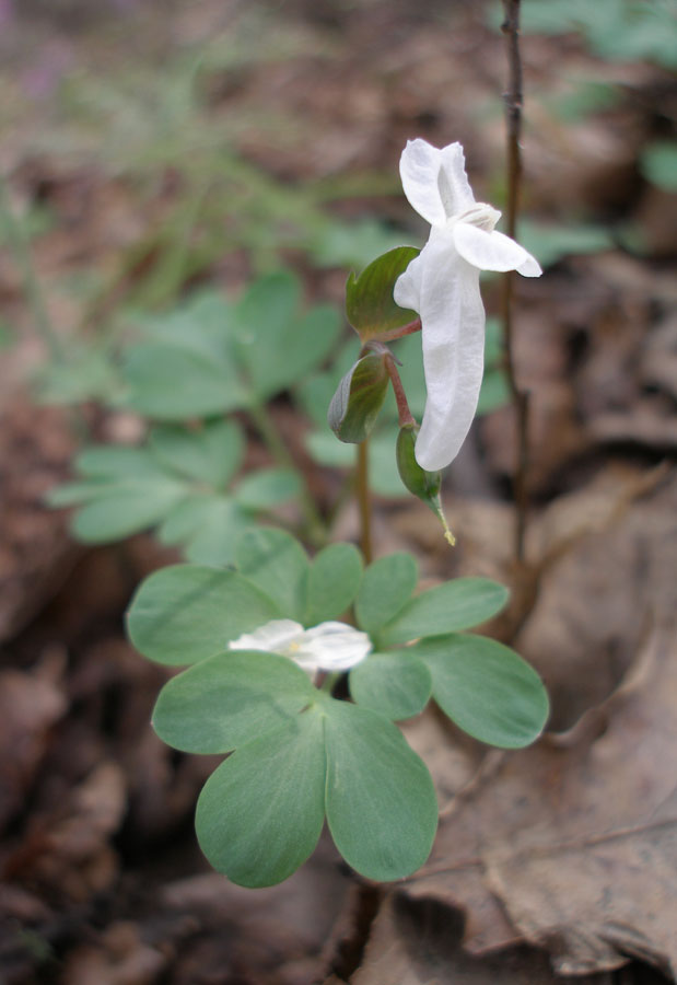 Image of Corydalis solida specimen.