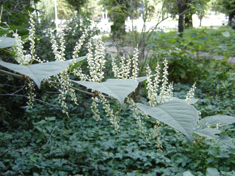 Image of Reynoutria japonica specimen.