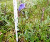 Polemonium acutiflorum