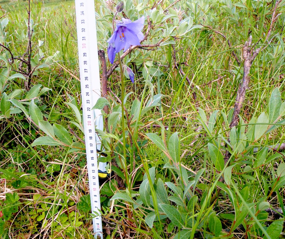 Image of Polemonium acutiflorum specimen.