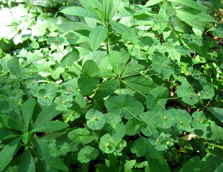 Изображение особи Euphorbia macroceras.