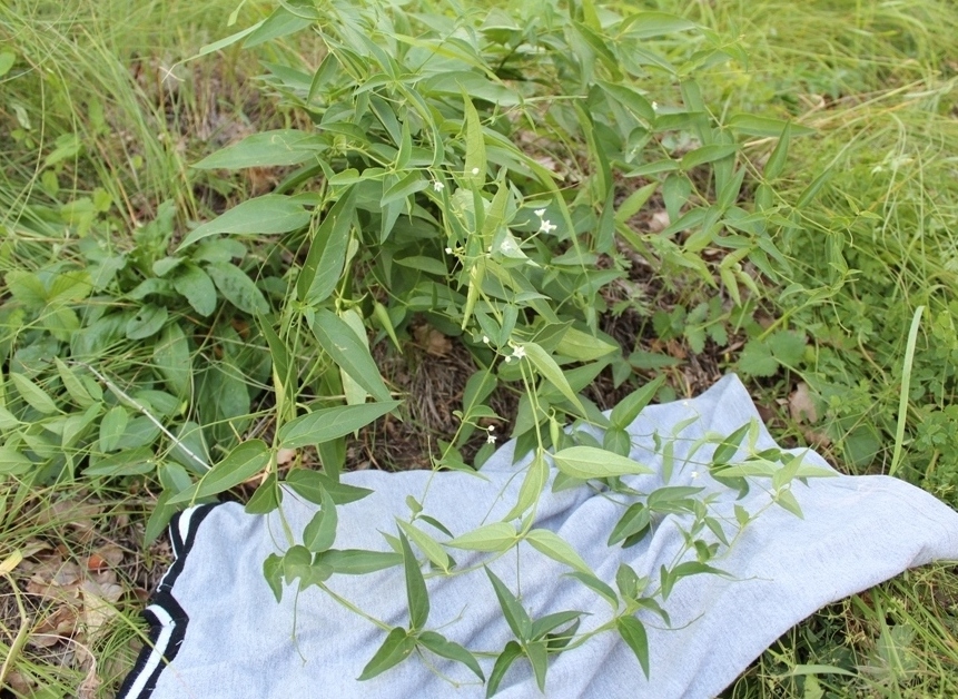 Image of Vincetoxicum hirundinaria specimen.