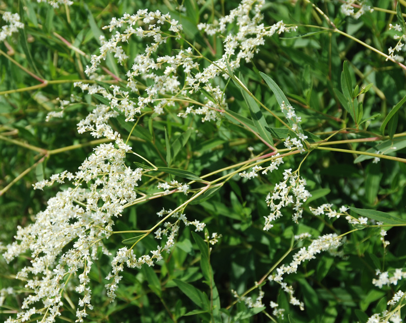 Изображение особи Aconogonon divaricatum.